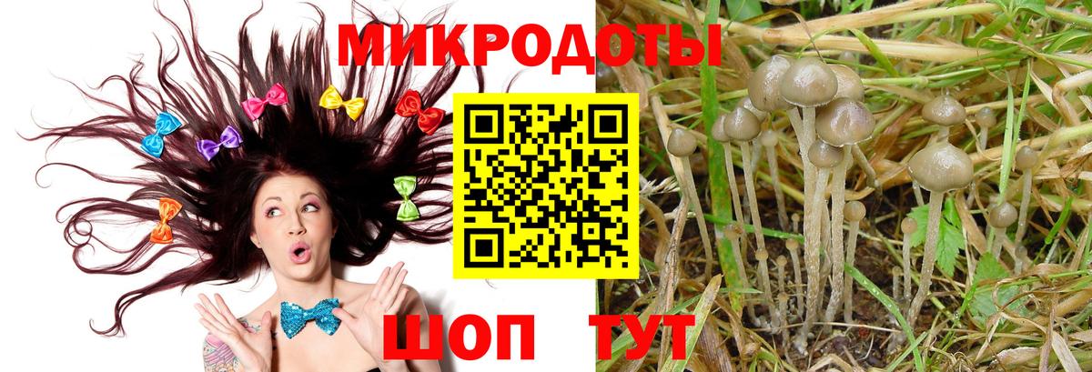 Псилоцибиновые грибы Psilocybine cubensis Ачхой-Мартан